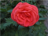 60287c81-Picture 124.jpg